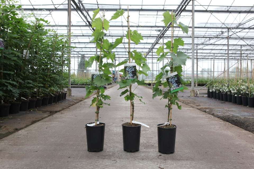 vitis