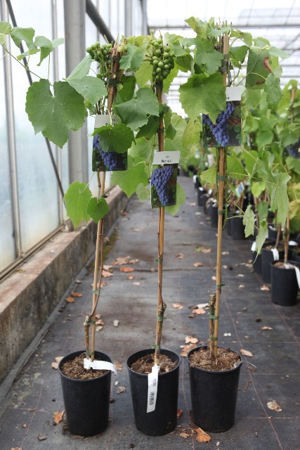 Vitis