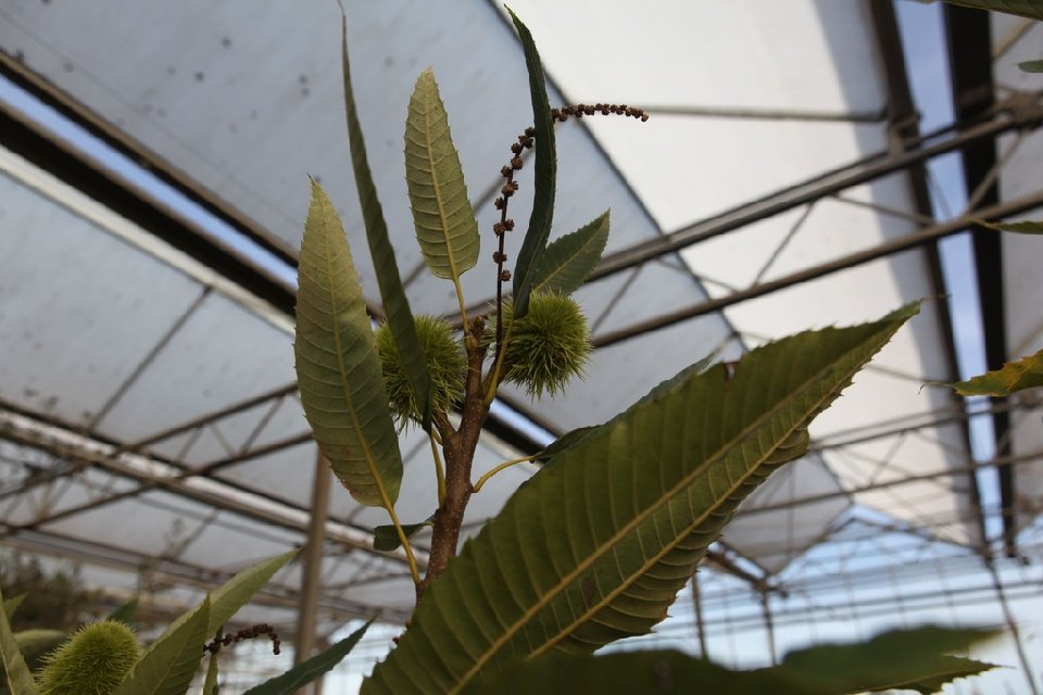 Castanea - chataignier