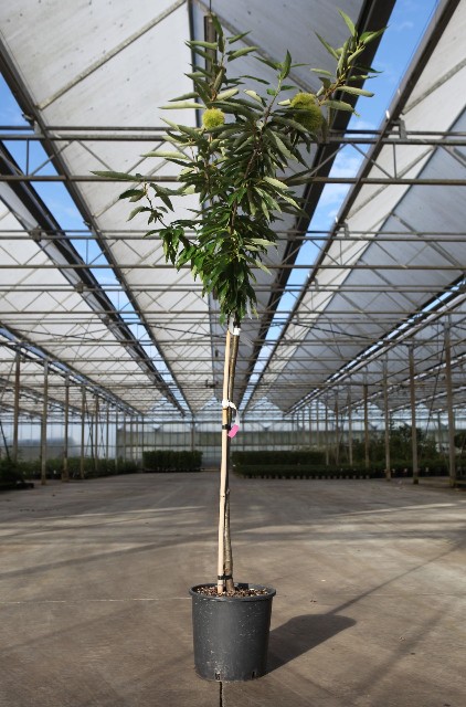 Castanea - chataignier