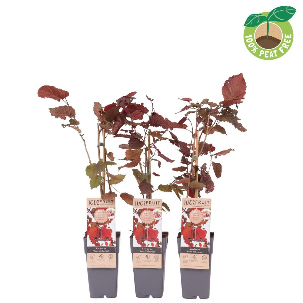 Corylus