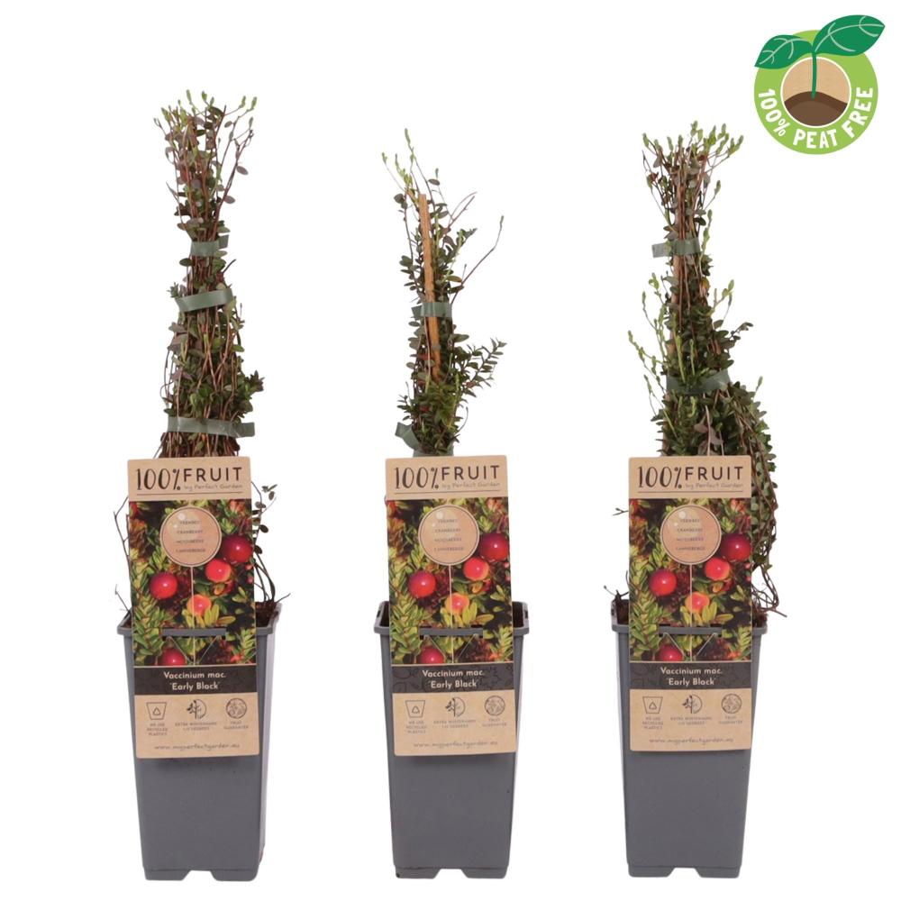 Vaccinium