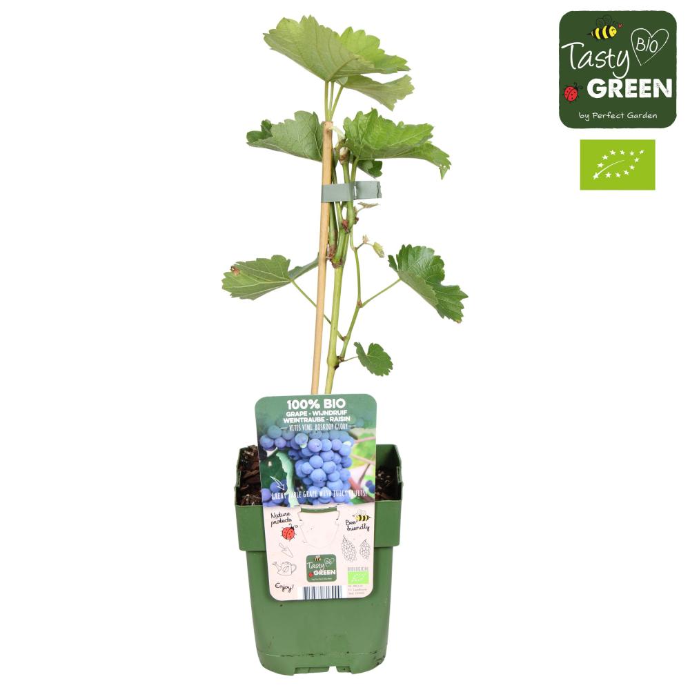 Vitis