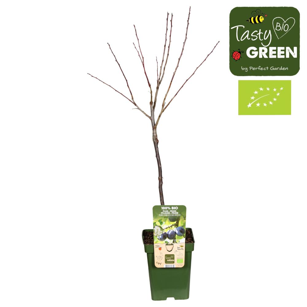 Prunus