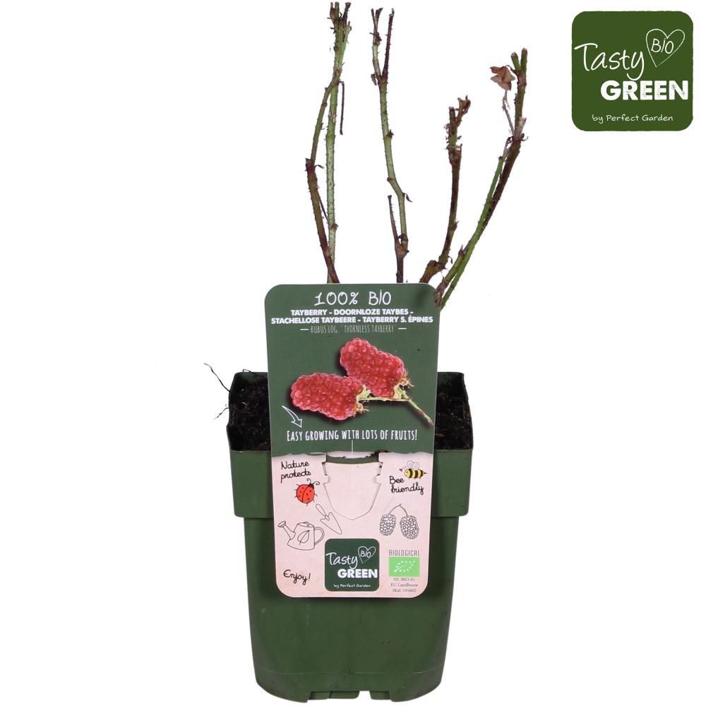 rubus