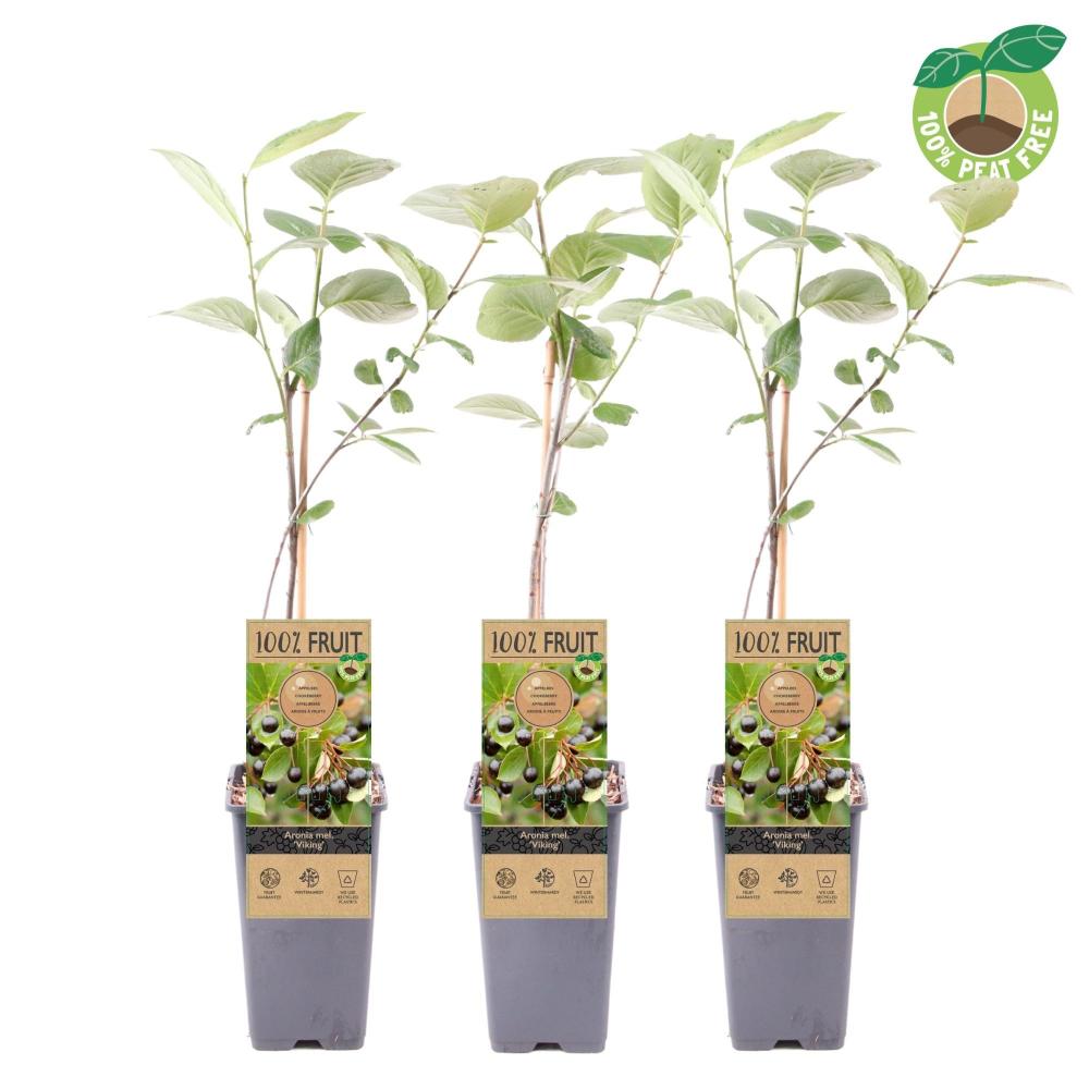 Aronia