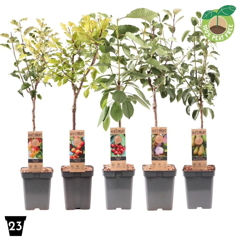 arbres/arbustes fruitiers