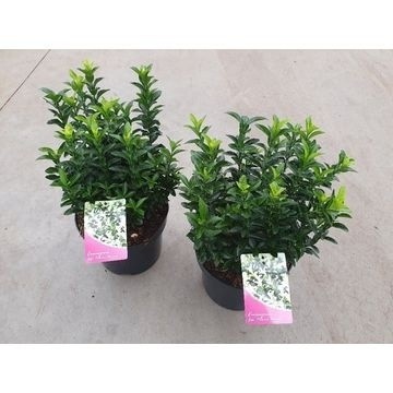 euonymus