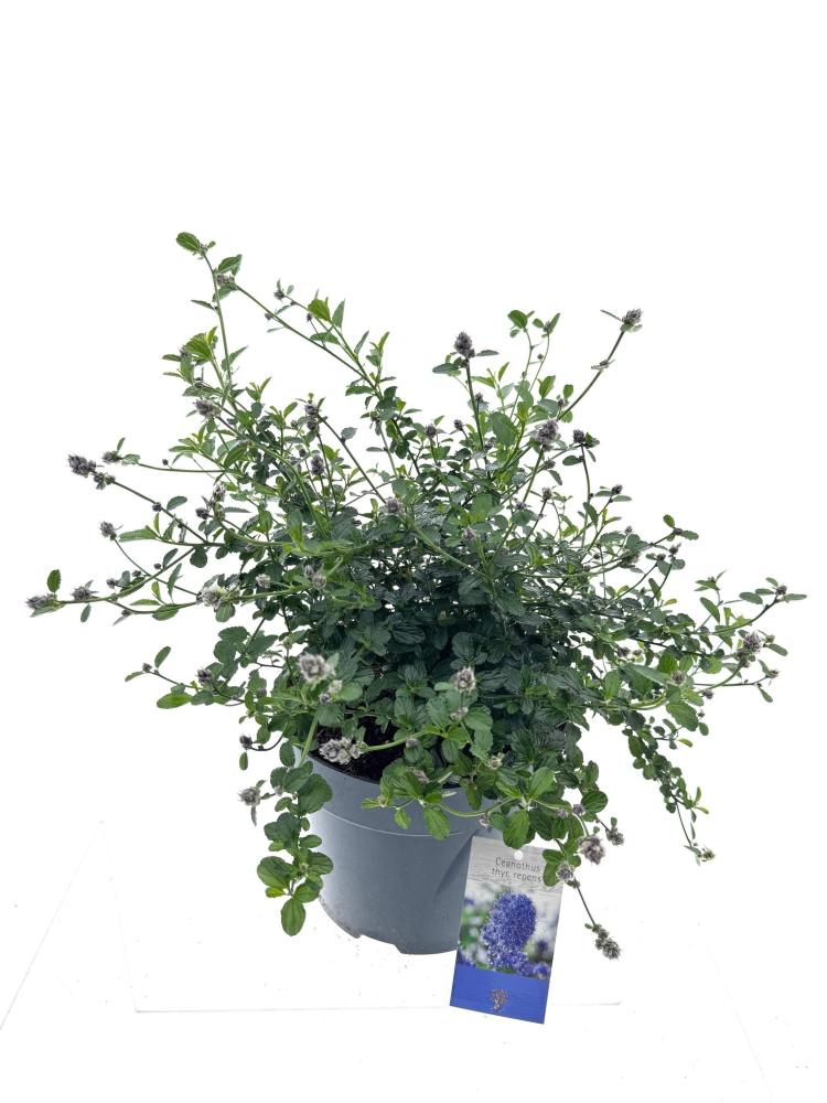 ceanothus