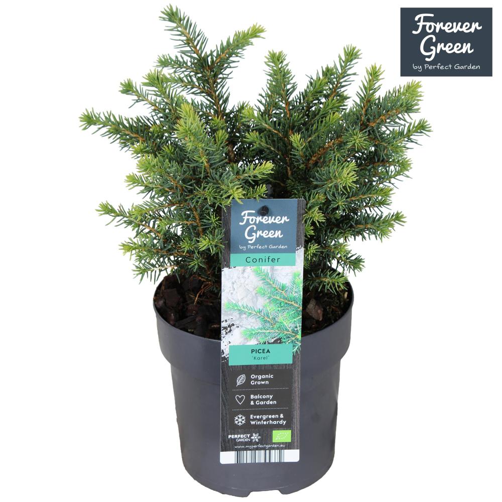 picea