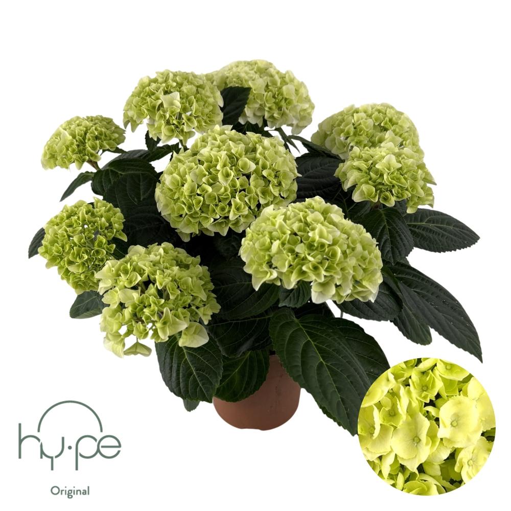hydrangea