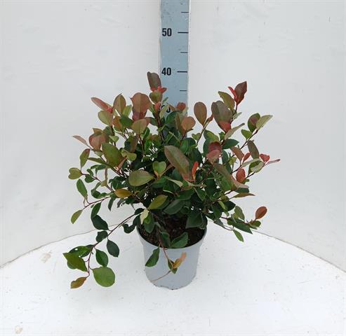 photinia