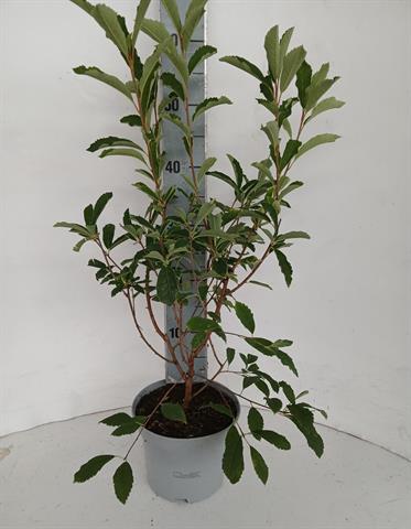 exochorda