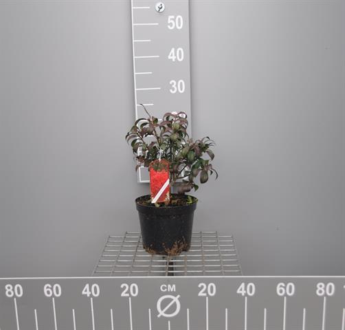 euonymus