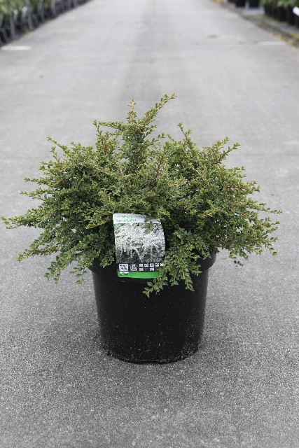 cotoneaster