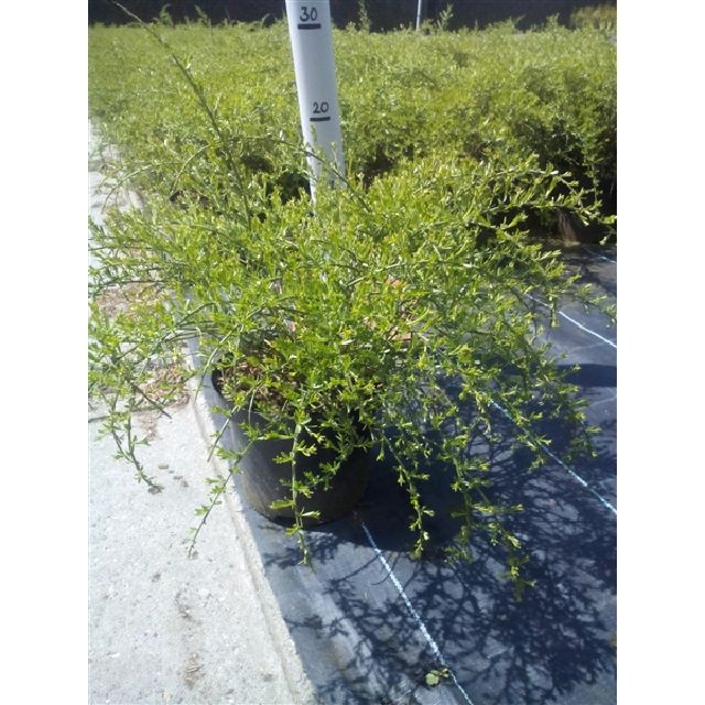 Genista