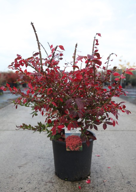 euonymus