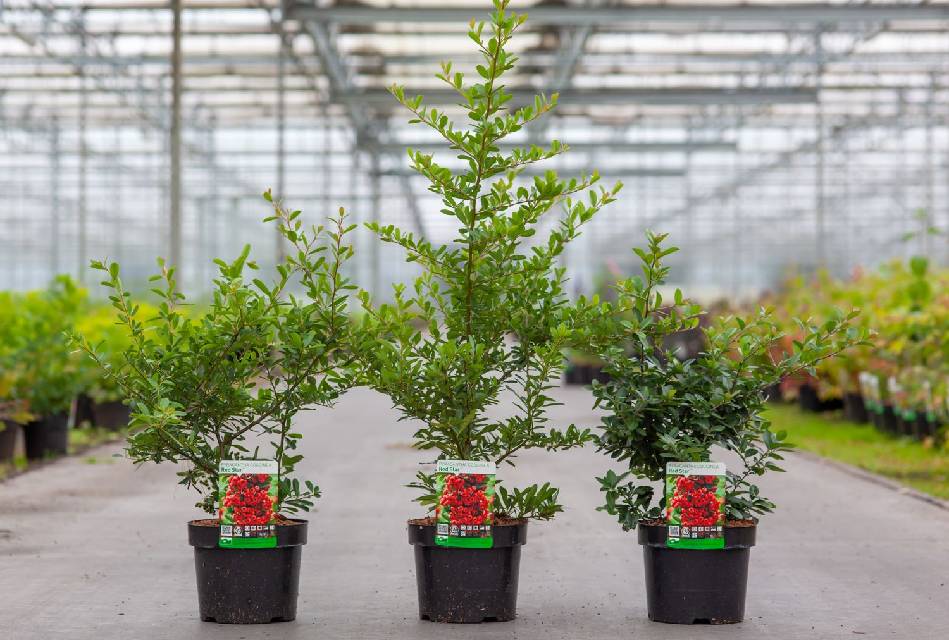 Pyracantha