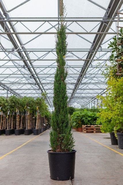 Cupressus