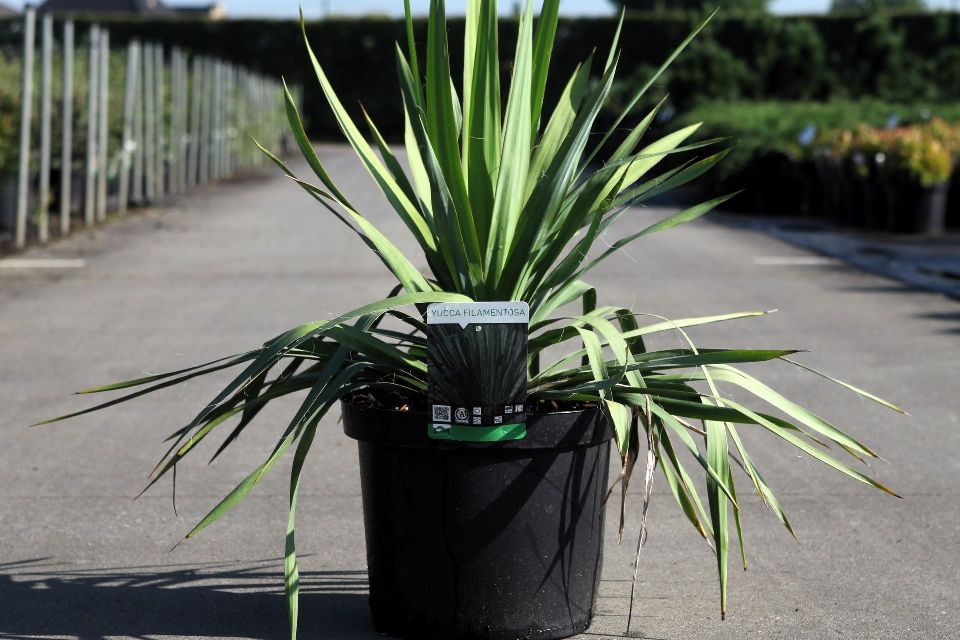 yucca