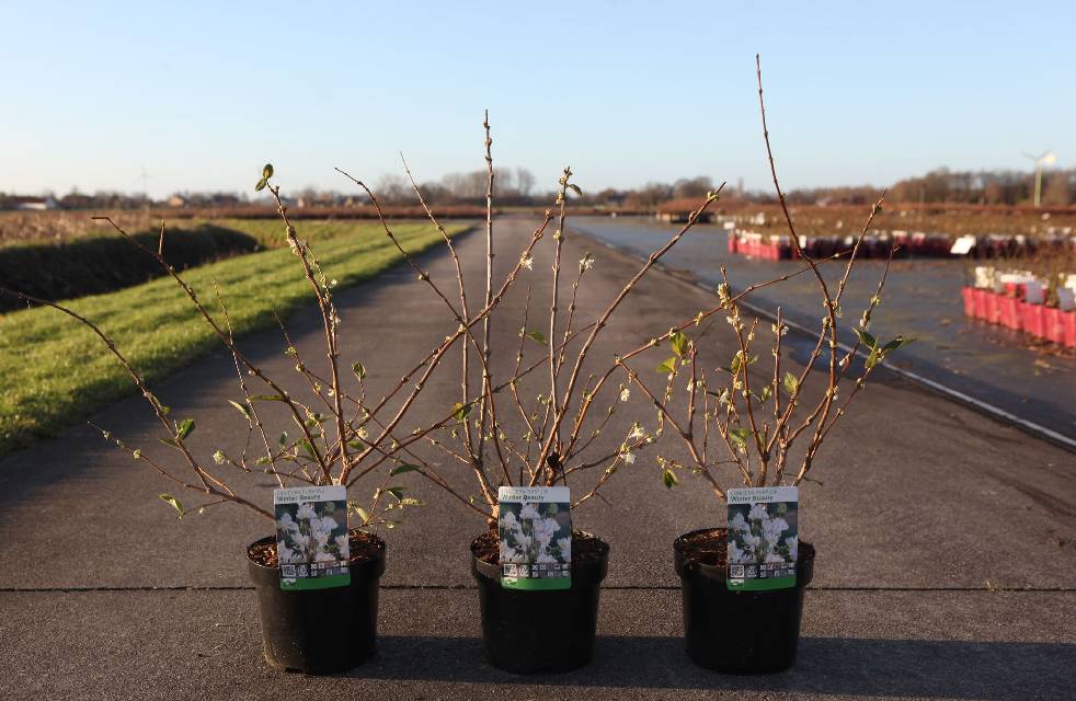 Lonicera