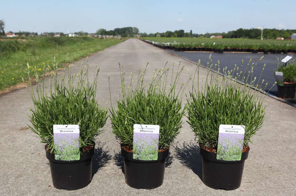 lavande - lavandula
