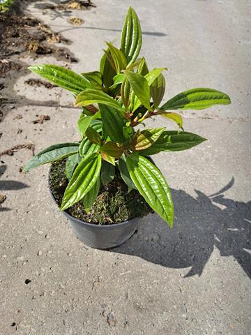 viburnum