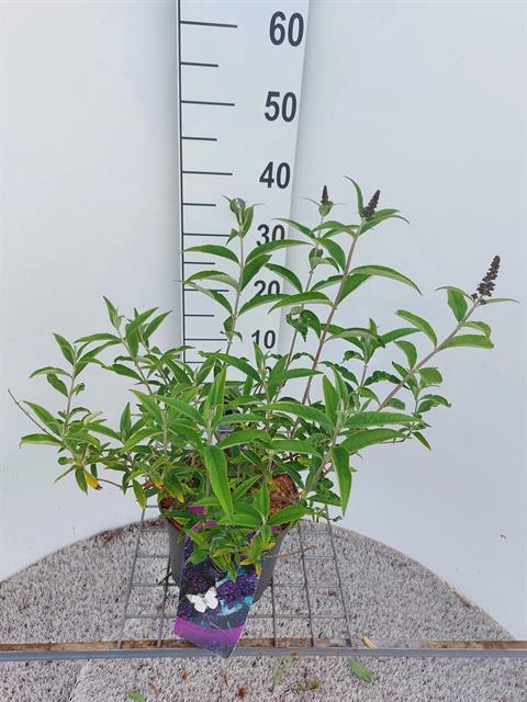 buddleja