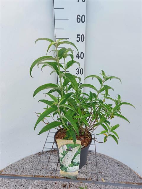 buddleja