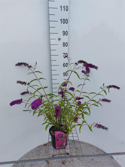 buddleja