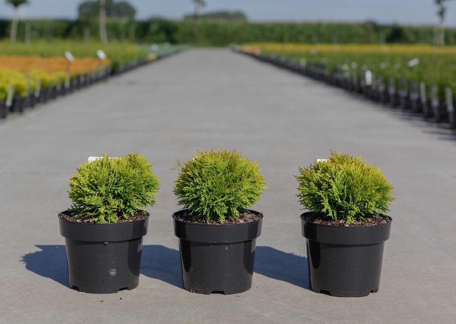thuja