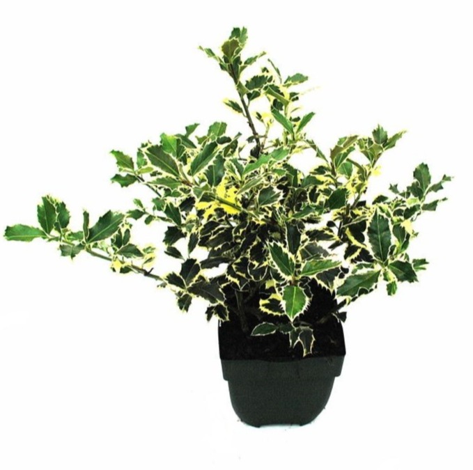 Ilex
