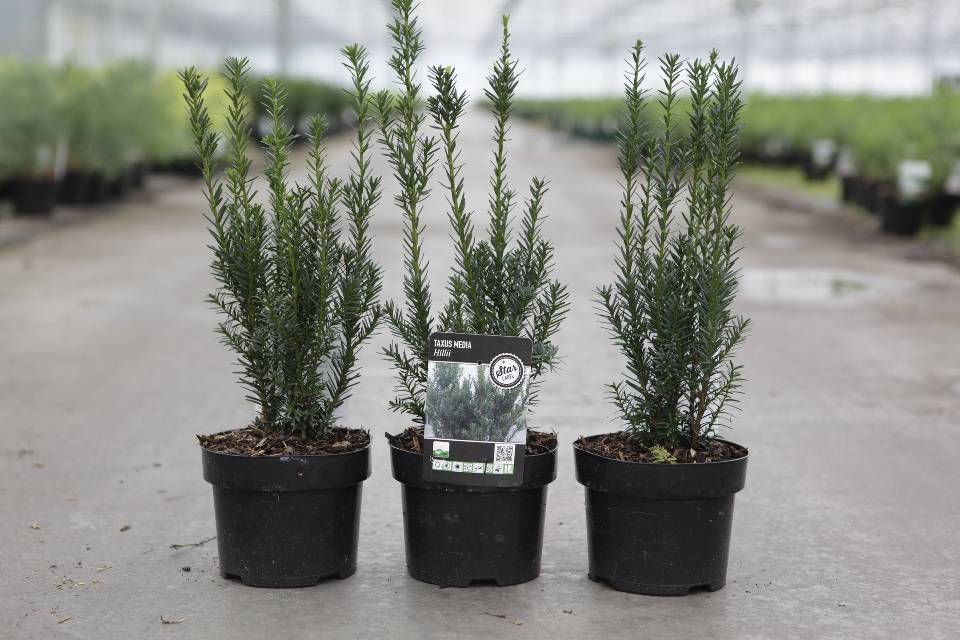 taxus