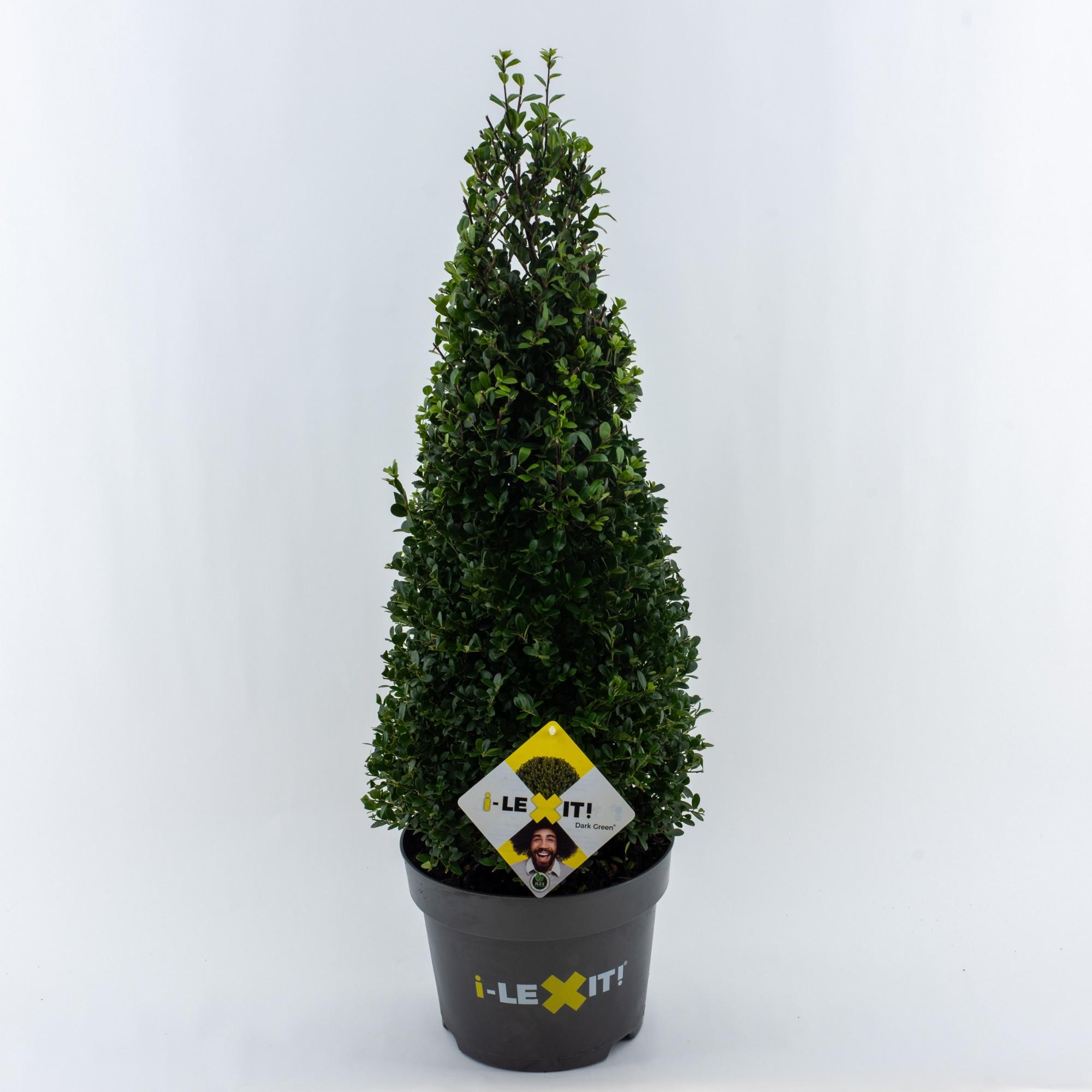 ilex