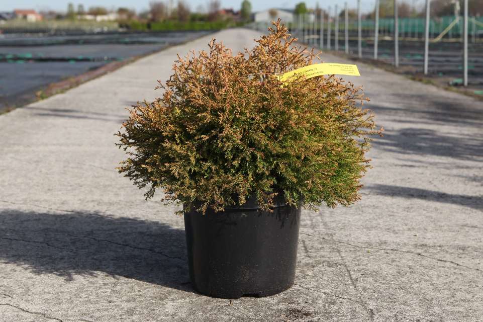 thuja