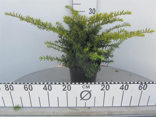 taxus