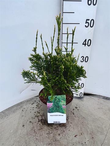 thuja
