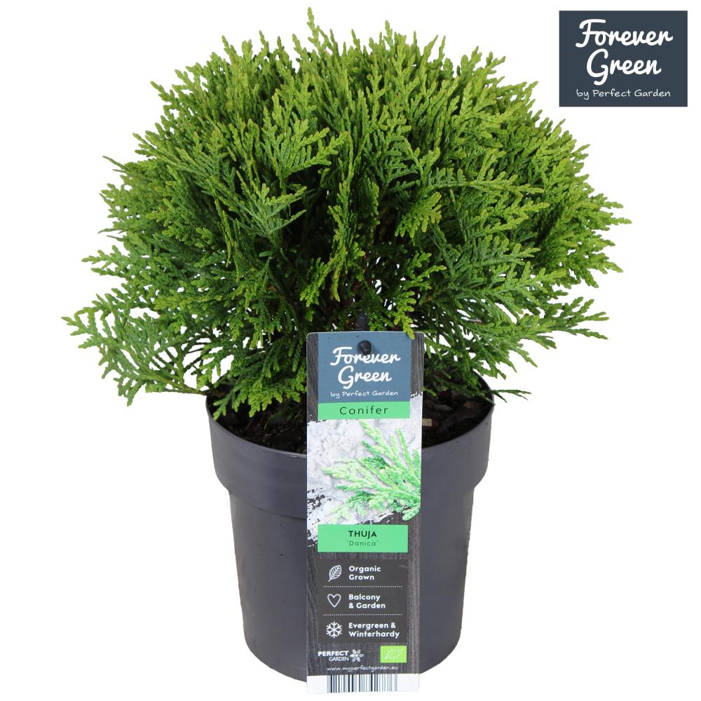 thuja