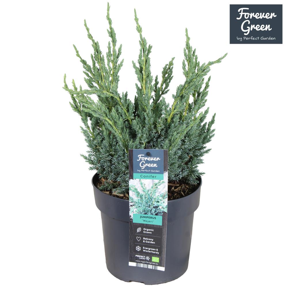 juniperus