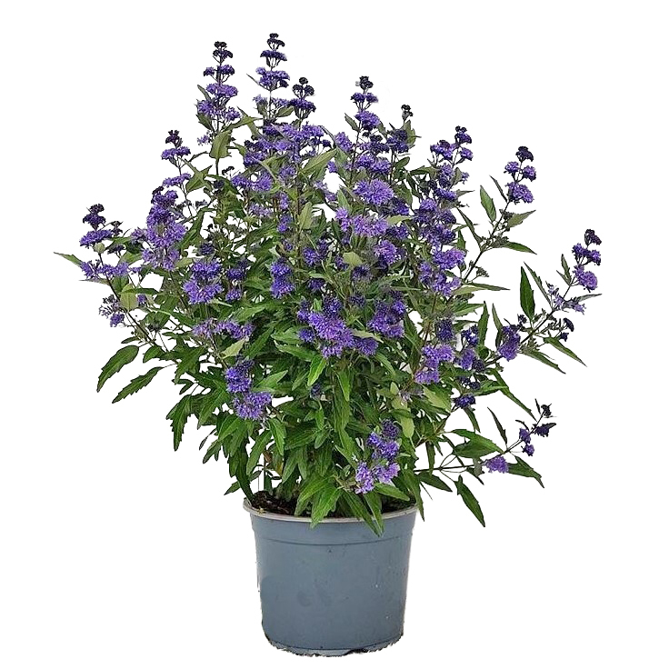 Caryopteris clandonensis