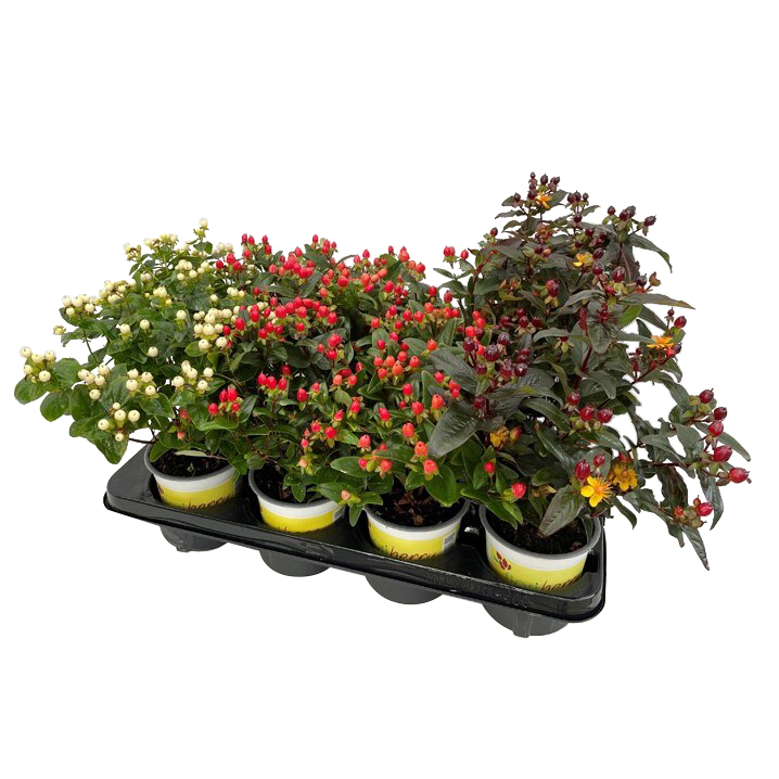 Hypericum inodorum