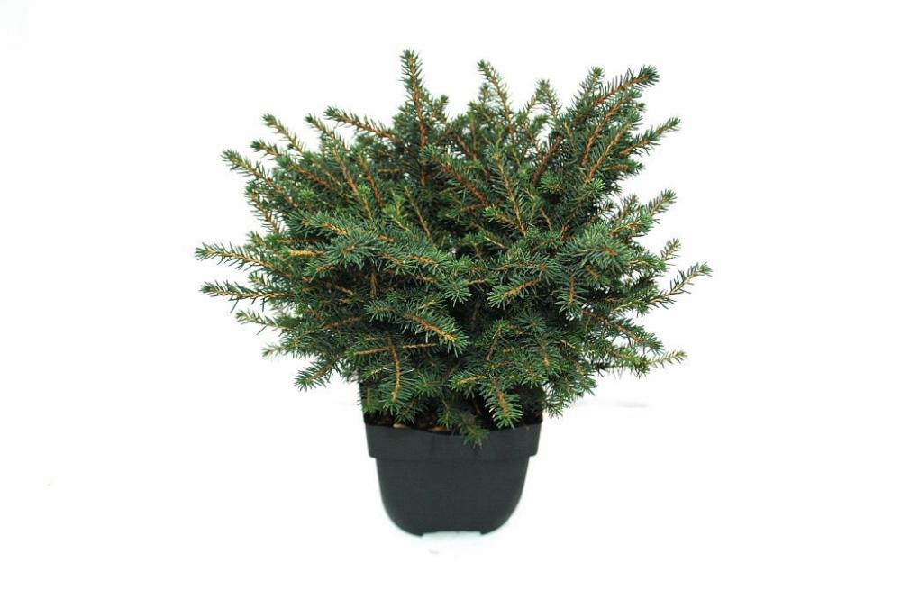 picea