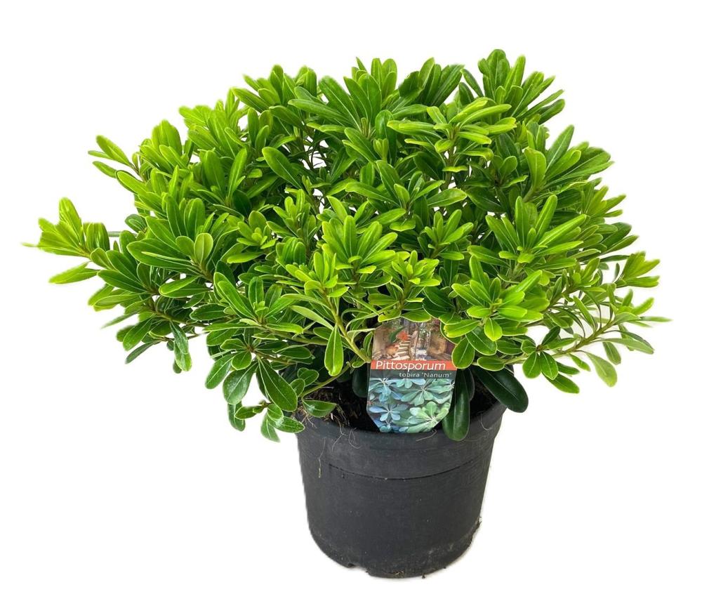 pittosporum