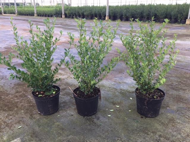 ilex