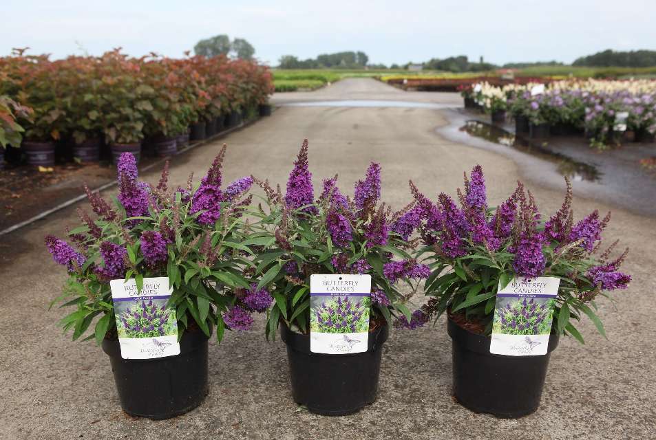 buddleja