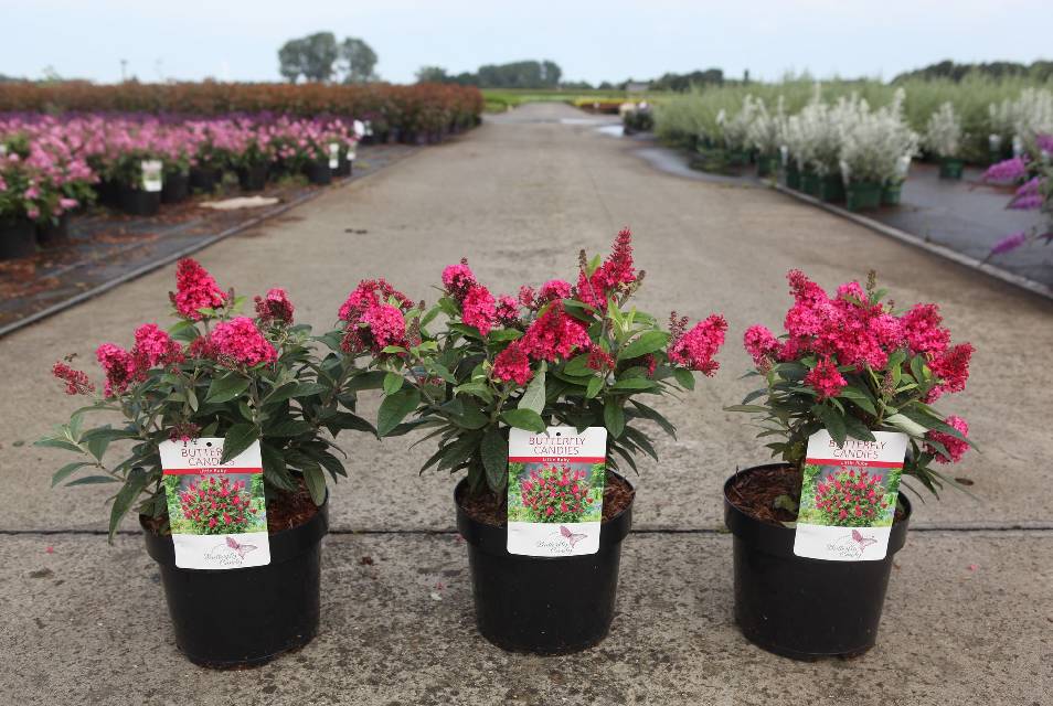 buddleja