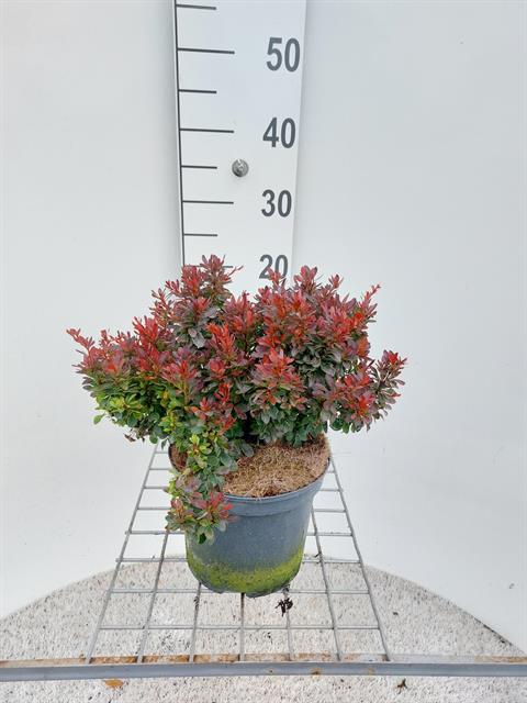Berberis