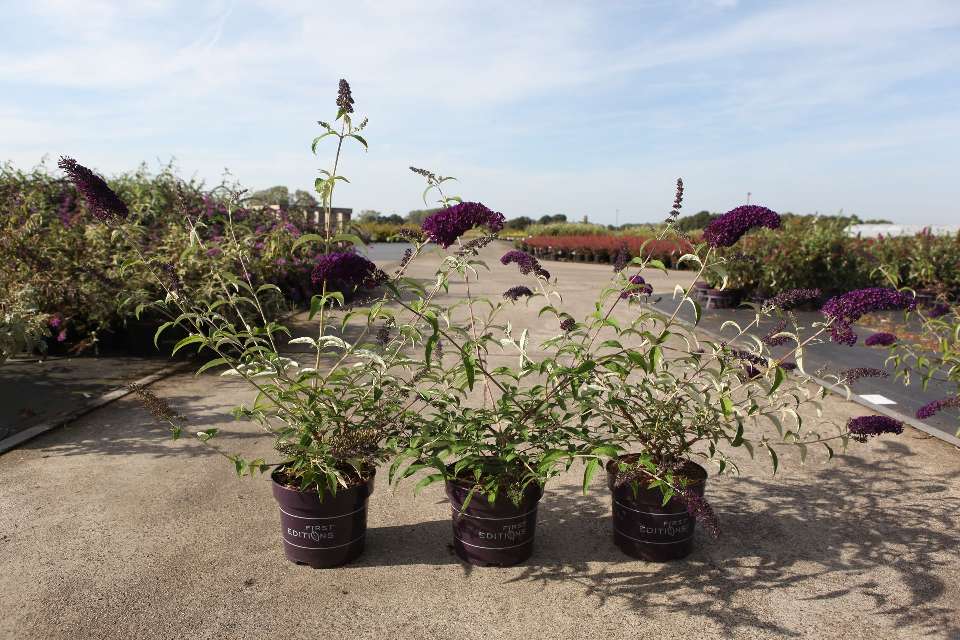 buddleja