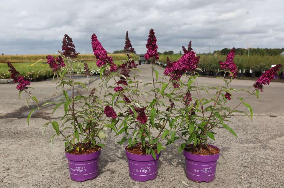 buddleja