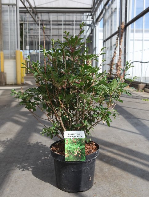 cotoneaster